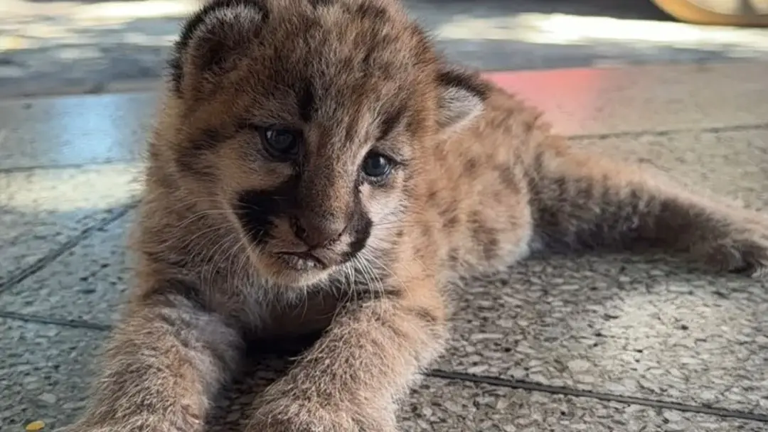 Filhote de onça-parda foi encontrado em plantação de milho em Goiás durante a retirada de grãos na BR-060. Ver esse ani…