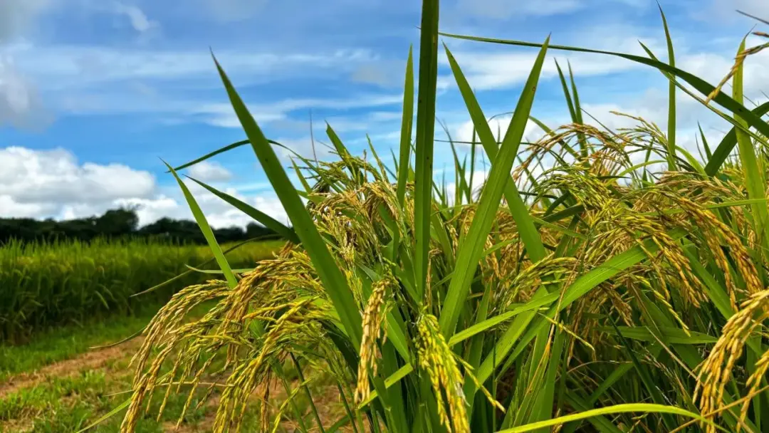 Quase 70% do arroz consumido em Goiás vem de importação. O Vão do Paranã tem 12 a 13 mil hectares irrigados com potenci…