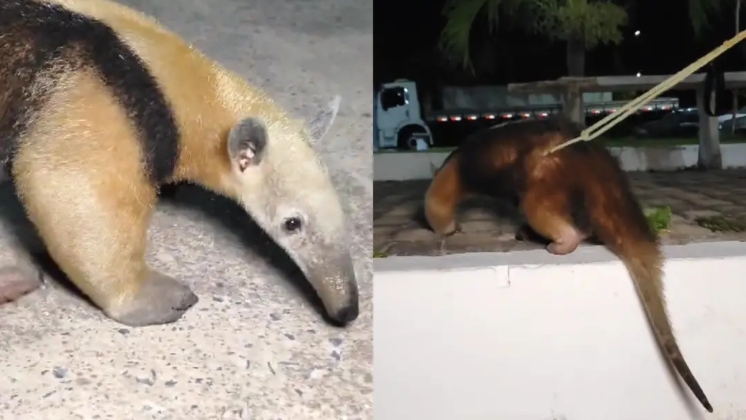 Centro de Parnaíba, litoral do Piauí, teve um tamanduá resgatado por moradores que temiam o atropelamento. A atitude de…