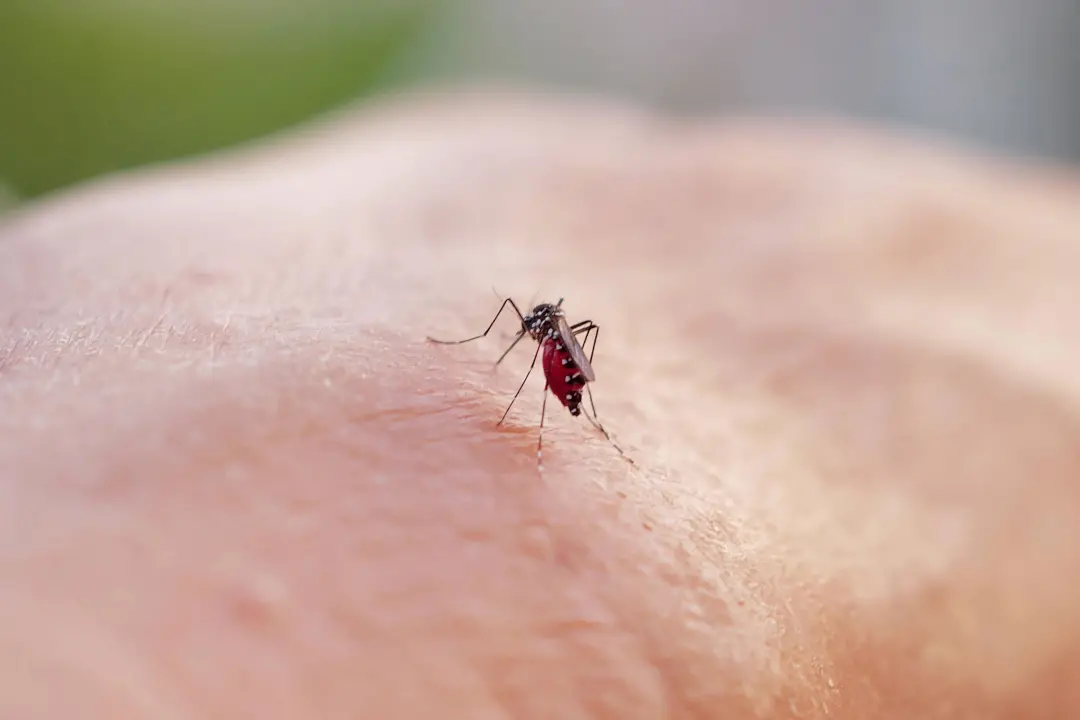 Três condados da Flórida declararam emergência por surto de dengue, com 190 casos e uma morte registrados. O cenário é …