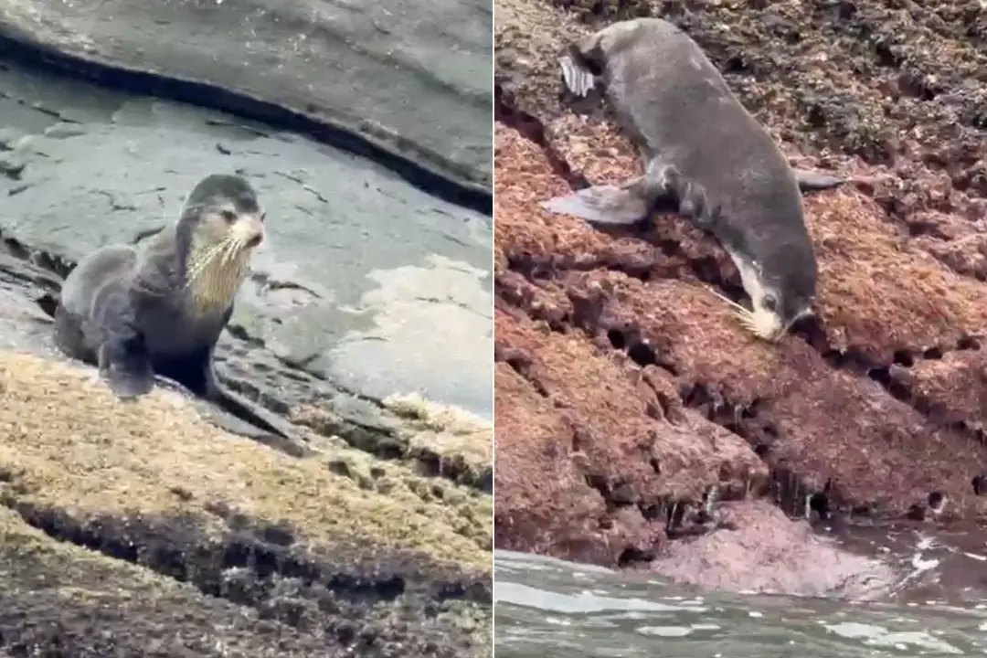 Ilha das Cabras, em Itanhaém, viu um lobo-marinho subantártico descansar nas pedras. A presença desses animais é um mov…