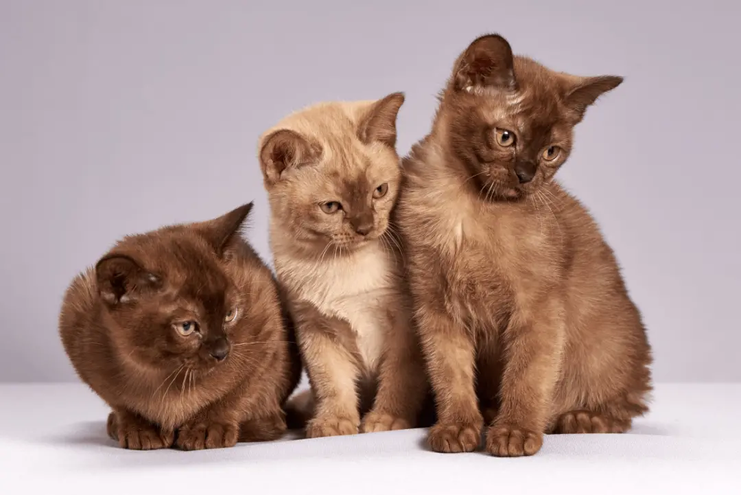 Quatrocentos e noventa e três amostras de gatos ajudam a mapear o câncer, mostrando semelhanças genéticas com doenças e…