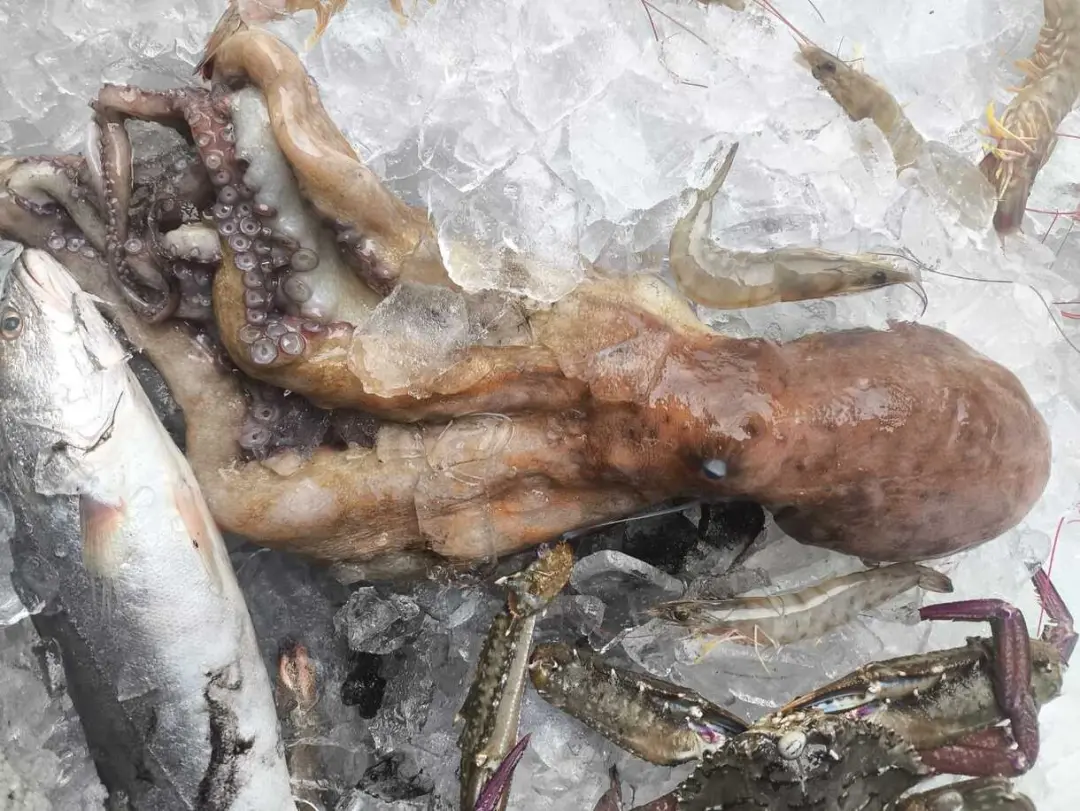 Ilha Grande, em Angra dos Reis, teve 30 quilos de pescados apreendidos numa fiscalização contra pesca ilegal. O arrasto…