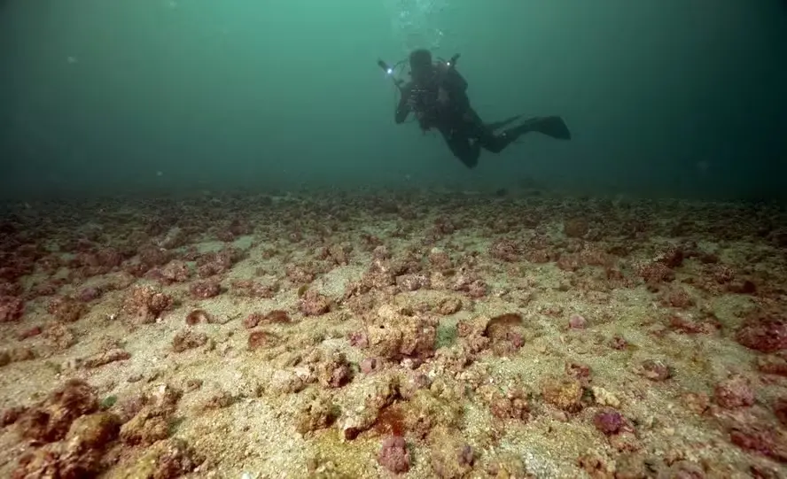 Ipanema, perto das Ilhas Cagarras, tem bancos de rodolitos cor-de-rosa, um ecossistema que serve de abrigo marinho. Ess…