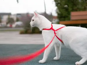 Gato agora passeia na coleira, uma prática que está sendo discutida por tutores e especialistas. Achei interessante ver…