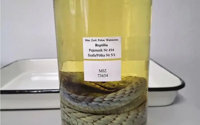 Mamba-verde fantasma reaparece em coleção da Polônia após mais de 100 anos. Analisar esse espécime de São Tomé pode def…
