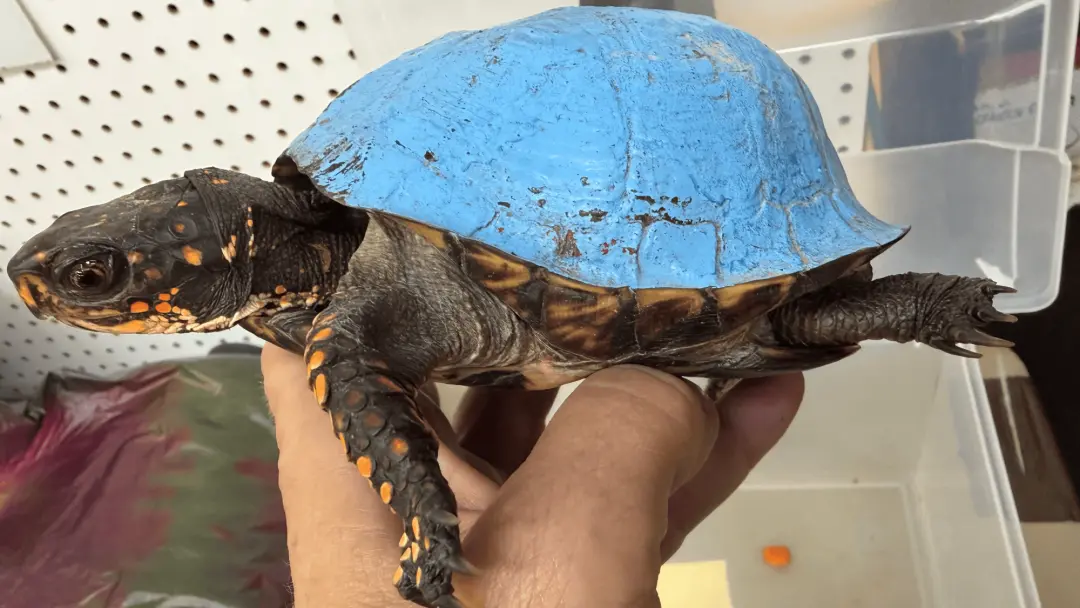Kentucky, EUA. Uma mulher em Campbellsville encontrou uma tartaruga de casco azul vibrante no quintal, mas o tom não é …