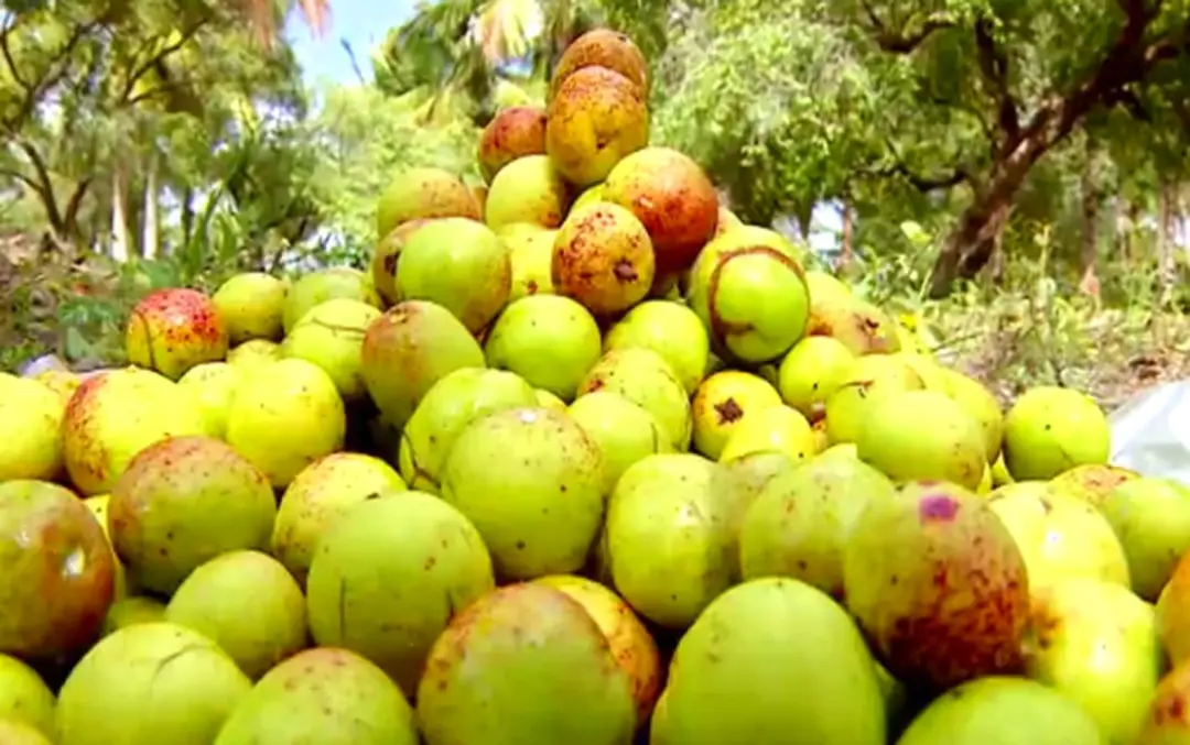 Umob e mangaba foram os frutos mais extraídos do Rio Grande do Norte em 2025, com 1750 toneladas no total. Essa colheit…