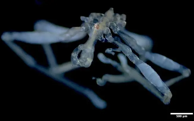 Duas novas espécies de aranhas-do-mar foram encontradas no Mar de Salish, no Pacífico. O fato é que uma delas tem perna…