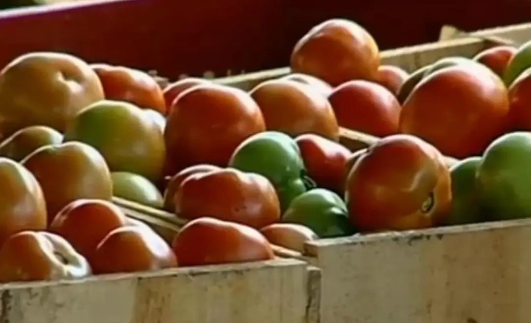 Jundiaí teve papel chave na indústria do tomate no Brasil, segundo um livro de especialista da USP, mostrando como o en…