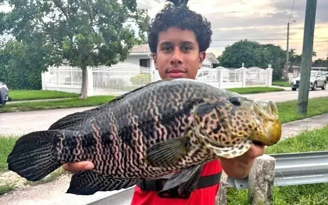 Xzavier Peon, adolescente de 16 anos, bateu recorde de pesca na Flórida com um jaguar guapote de 1,37 quilo. A captura …