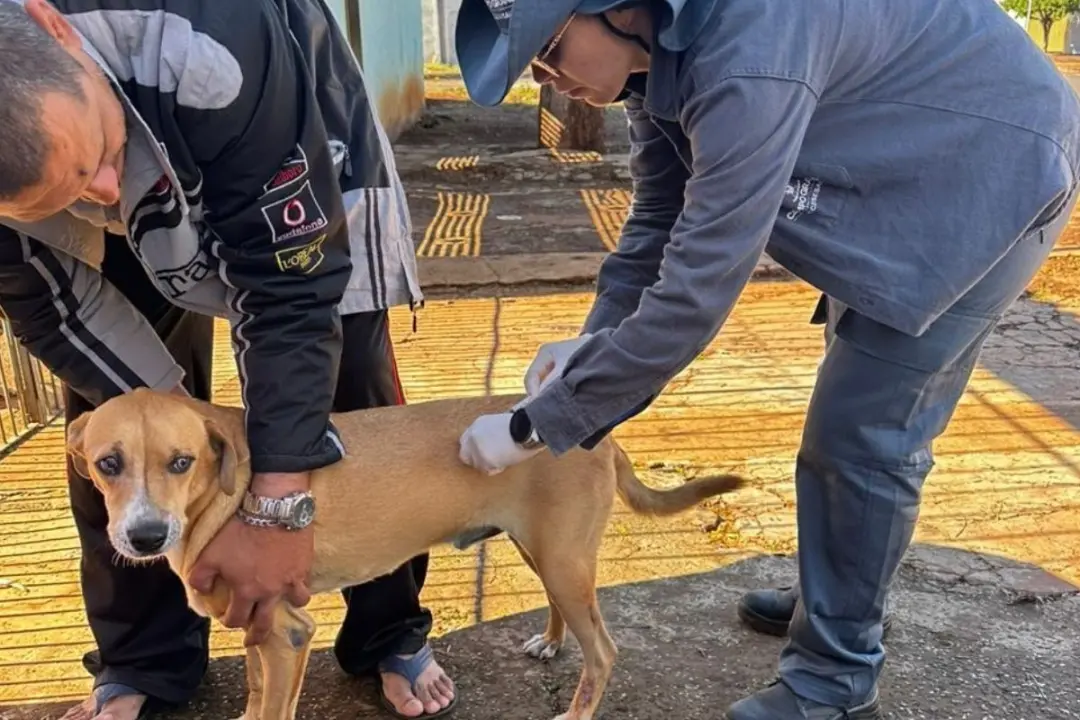Vacinação gratuita contra a raiva para cães e gatos acontece em Campo Grande neste fim de semana. As equipes do Centro …