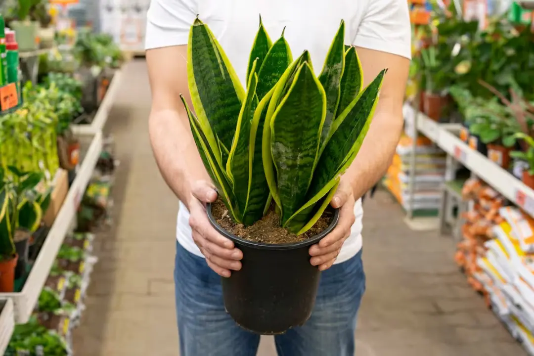 Gelo no vaso da espada de são jorge, uma técnica pra evitar o excesso de água nas plantas de interior. A hidratação gra…