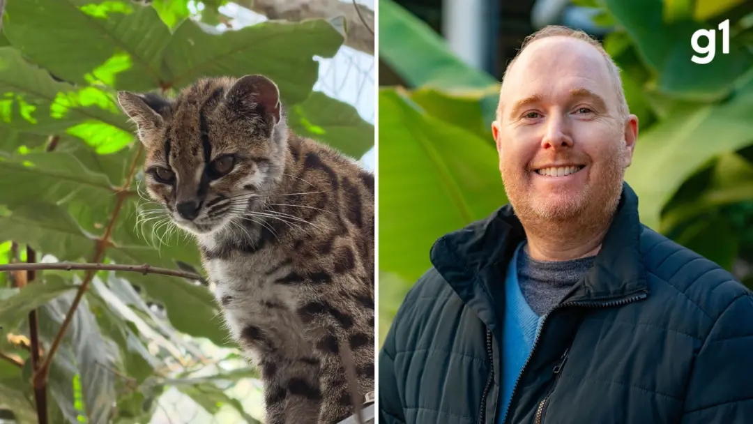 Professor brasileiro liderou a descoberta de uma nova espécie de felino, o Leopardus tilcayo, nas florestas montanhosas…