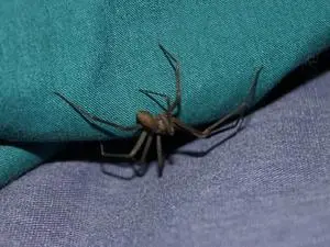 Menino de 1 ano faleceu no interior de São Paulo após uma picada de aranha. É chocante ver como algo tão simples pode t…