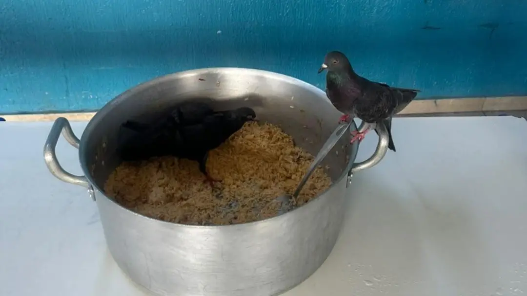 Em Sorocaba, pombos foram filmados comendo dentro da panela de merenda escolar na Escola Estadual Antônio Padilha. É um…
