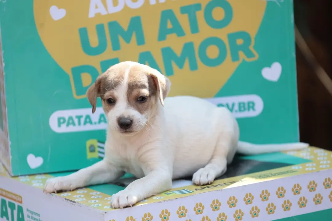 A Prefeitura de Aparecida de Goiânia vai ter feira de adoção no sábado, com 20 animais, 14 cães e 6 gatos, no Aparecida…