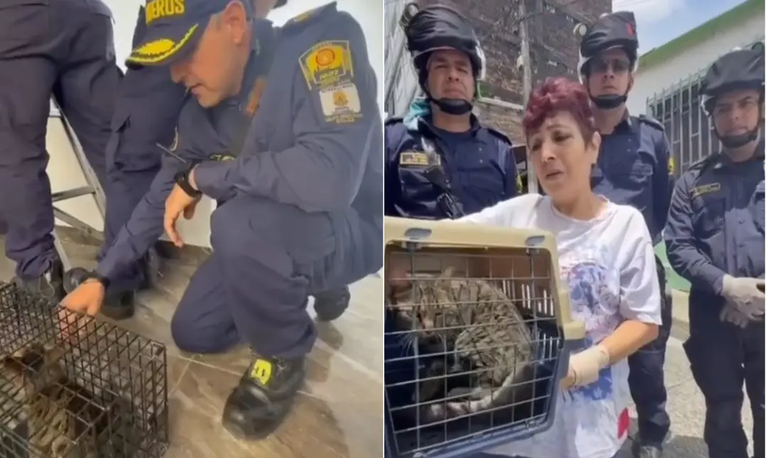 Gato resgatado após 43 dias preso no telhado em Pereira, Colômbia. A operação usou gaiola-armadilha e drone pra consegu…
