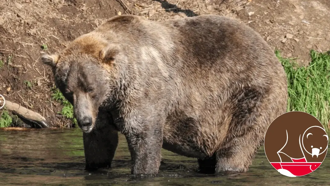 Alaska, Katmai, Fat Bear Week. Doações para o Otis Fund até 3 de Outubro têm o valor dobrado pela explore.org para prot…