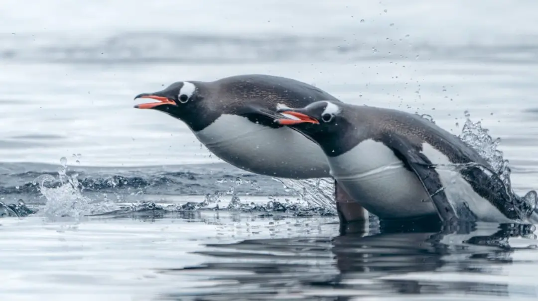 Ilhas Kerguelen, no sul do Oceano Índico, revelaram uma nova espécie de pinguim, o Pygoscelis kerguelensis, após mais d…