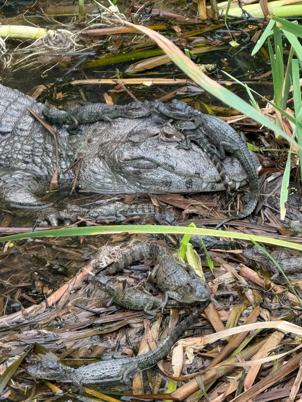 Projeto propõe naturalizar 5,7 hectares de canteiros na Barra da Tijuca. A ideia é usar os locais que alagam para criar…