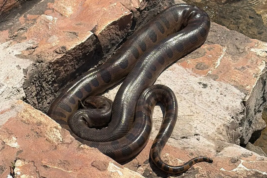 Bonito, Mato Grosso do Sul, teve uma sucuri tomando sol no balneário municipal. A área foi interditada por segurança, o…