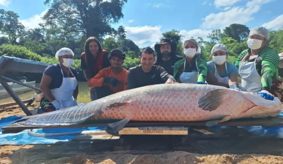 Um pirarucu de 137 quilos foi capturado na Reserva Extrativista Estadual do Rio Cautario, em Rondônia. É impressionante…