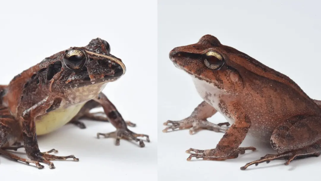 Frogs usam bactérias na pele como armadura contra fungo mortal, que levou dezenas de espécies à extinção. Essa defesa n…