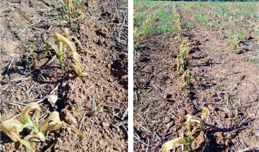 Chuvas acima da média no Sul causam prejuízos em hortaliças, frutas e culturas de inverno, como trigo e aveia. O solo e…