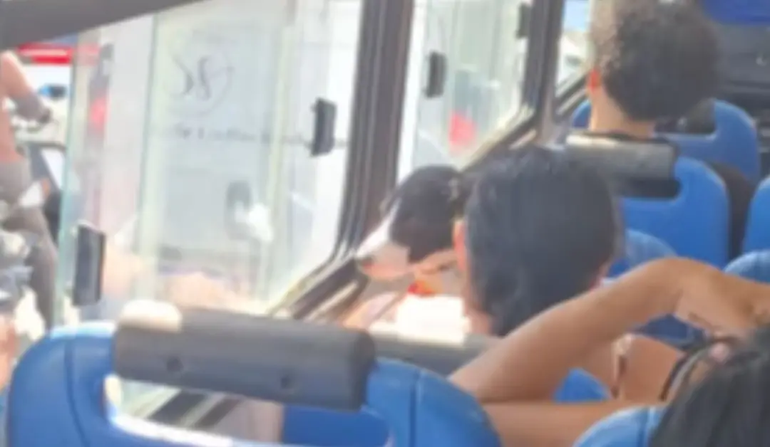Em Belém, um cãozinho estava sentado no coletivo linha Pedreira-Lomas com a tutora, e a cena viralizou mostrando o cuid…