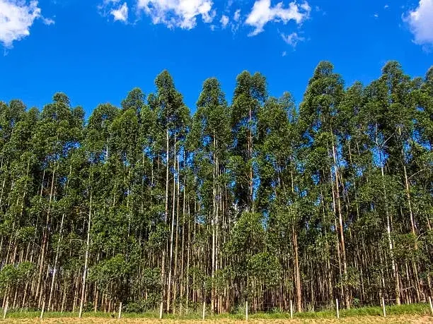 Goiás teve a maior queda do país em florestas plantadas, caindo 16,8 mil hectares em 2025. A redução no eucalipto, que …