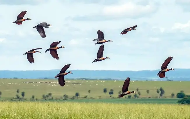 1,3 trilhão de dólares anuais são necessários para proteger a biodiversidade do planeta, um déficit que quase dobrou em…