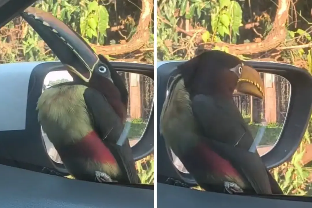 Campo Grande teve um encontro inusitado quando um araçari pousou na janela de um carro no bairro Morada Verde. A ave co…