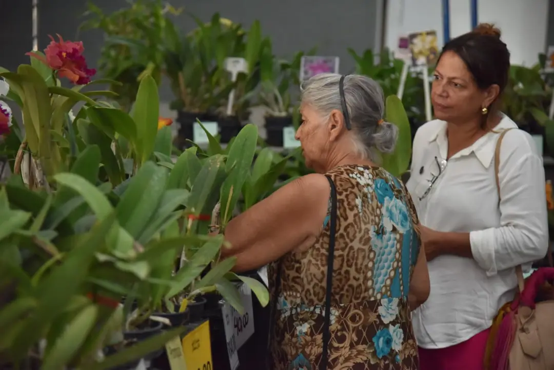24ª Exposição de Orquídeas e Rosas do Deserto acontece em Aparecida de Goiânia no fim de semana, com mais de 2 mil vari…