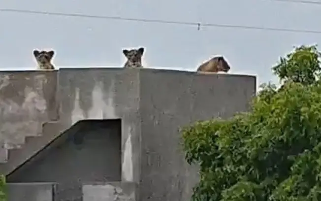 Seis leões asiáticos foram flagrados descansando no telhado de uma casa na fazenda de Zhudvadli, na Índia, durante um t…