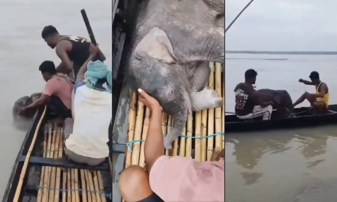 Filhote de elefante foi resgatado por pescadores no Rio Teesta, na Índia, após ficar à deriva pela forte correnteza da …