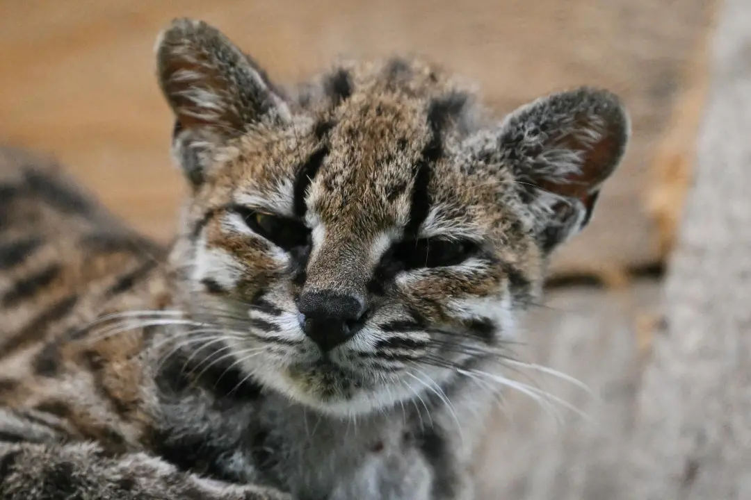 Novas espécies de gato, o tilcayo tiger cat, foram descobertas na floresta boliviana, sendo a primeira em mais de cem a…