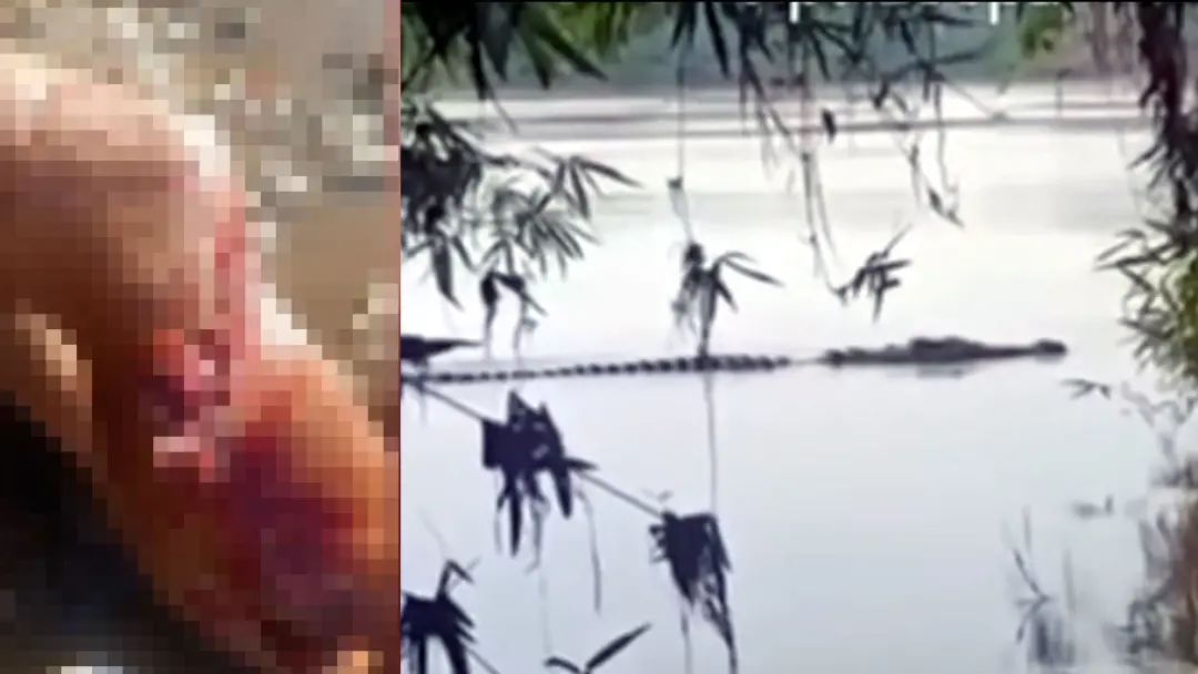 São Geraldo do Araguaia no Pará viu um pescador ser atacado por um jacaré na margem do rio. O bicho avançou e dilacerou…