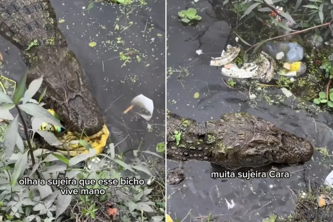 Lagoa em Santos tem jacarés misturados com lixo que um motoboy gravou. A União cobra a prefeitura e a autoridade portuá…