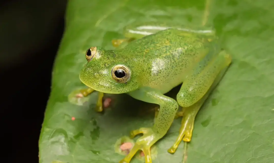 Nova rã-de-vidro, a Vitreorana micaelae, foi descrita em Luziânia, em matas de galeria do Cerrado goiano. É a segunda e…
