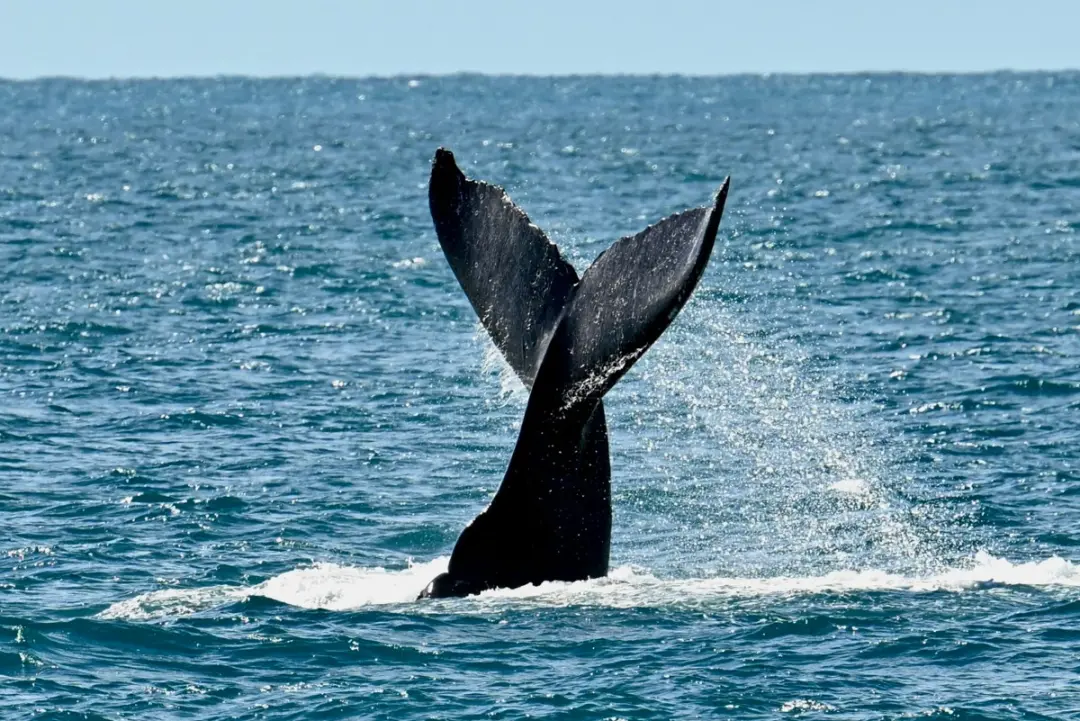 Quinhentas e nove baleias se aproximaram do barco no Parque Nacional Marinho de Abrolhos. É um sinal de que a ciência t…