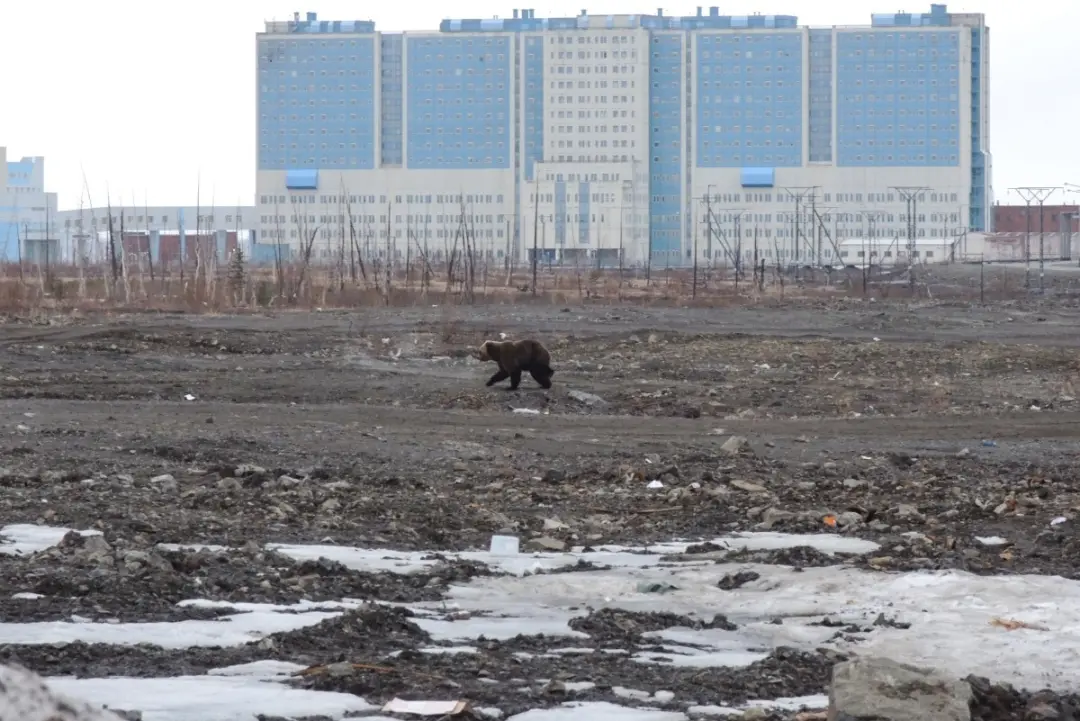 Seis mortes em um mês por ataques de ursos em Krasnoyarsk. A seca e os incêndios diminuíram a comida, forçando os anima…