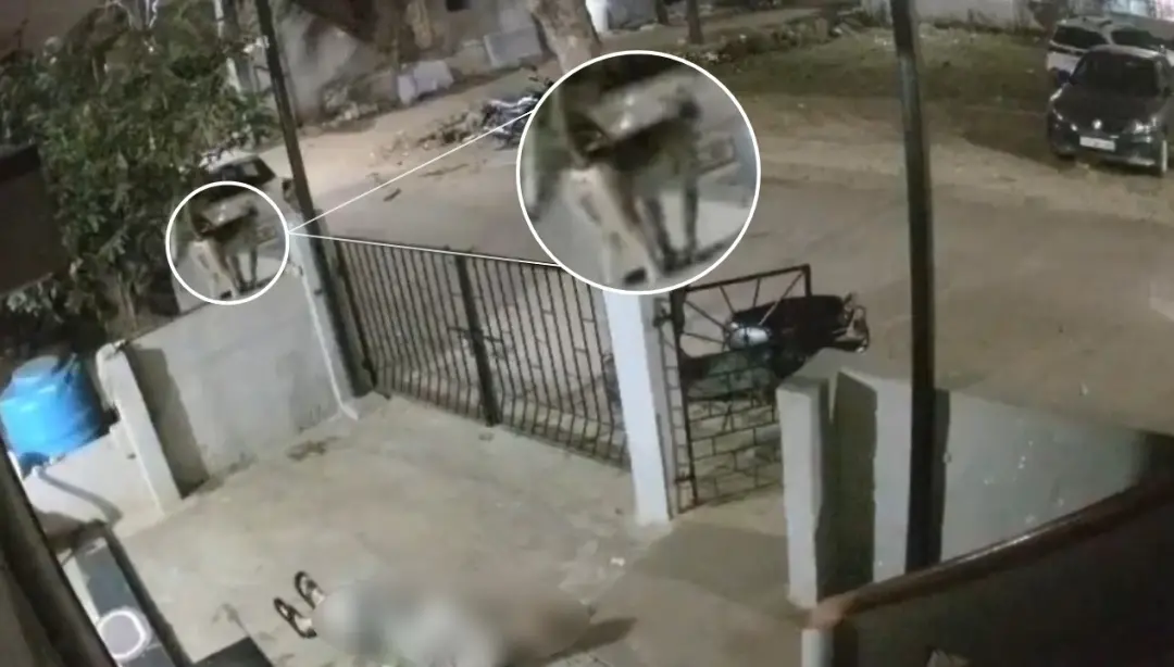 91 anos, idosa em Koppal, Karnataka, Índia, perdeu a vida após ser atacada por um macaco em frente à casa. Esse tipo de…