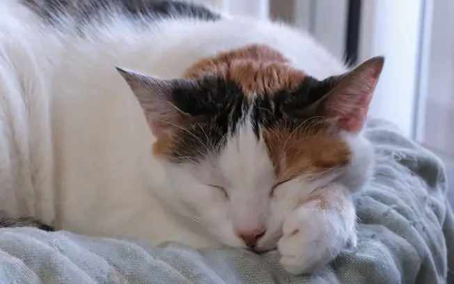 Japão, cientistas criam tratamento FeliAIM que dobra expectativa de vida de gatos com doença renal crônica. A proteína …
