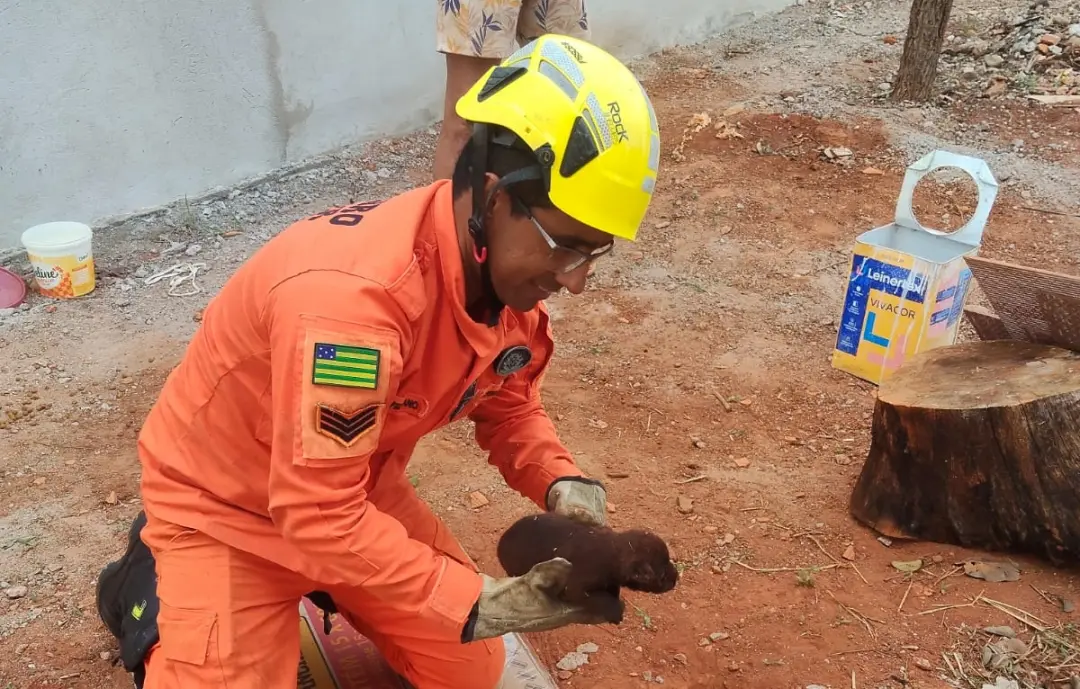 Cinco filhotes de cachorro foram resgatados pelos bombeiros em um lote baldio em Caldas Novas. É um alívio ver a ação d…