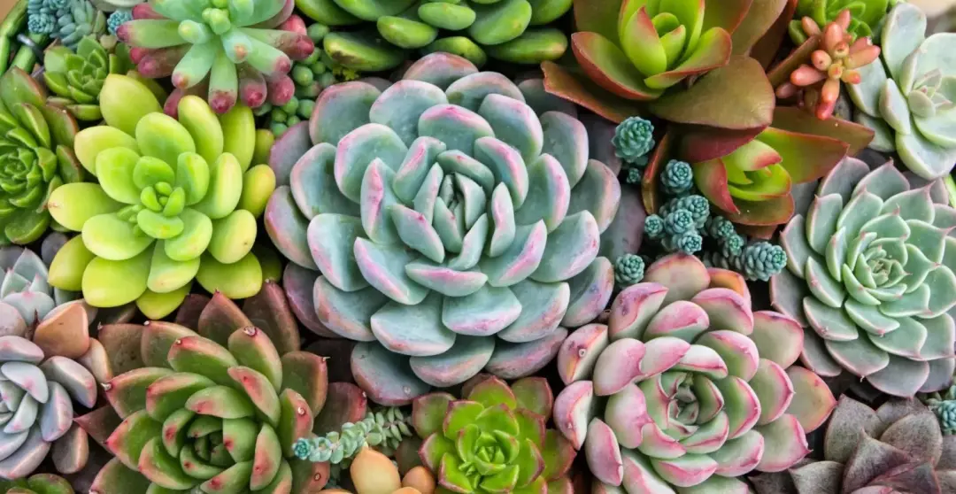 Bazar Estação das Plantas vai rolar no Aparecida Shopping de 25 a 27 de setembro com entrada gratuita. Ver cactos, sucu…