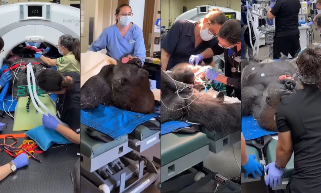 Bakari, gorila de 21 anos, passou por exames de rotina, incluindo tomografia, no Animal Kingdom da Disney na Flórida. A…