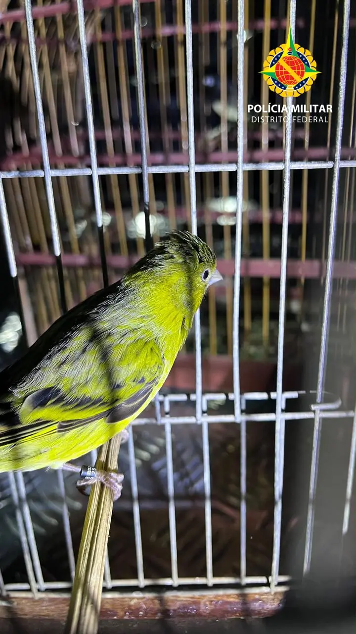 Ceilândia teve duas aves silvestres apreendidas pela PMDF em fiscalização ambiental. Manter animais em cativeiro sem au…
