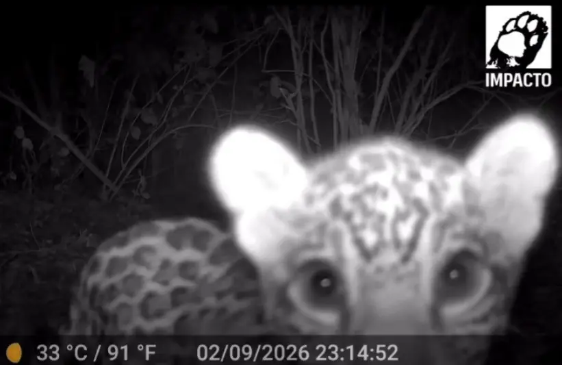 Filhote de onça-pintada, chamada Maia, foi flagrada brincando com um tronco no Pantanal mato-grossense. Ver um filhote …