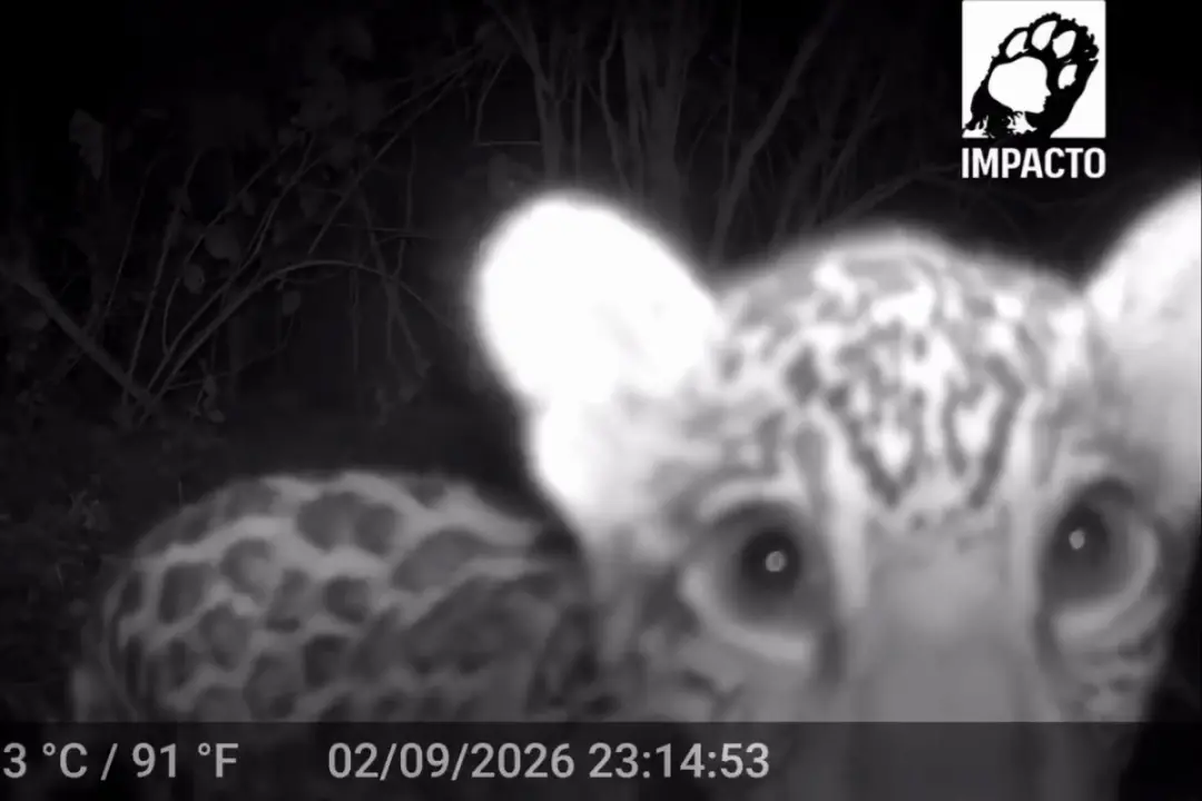 Filhote de onça-pintada, Maia, brincou com um tronco no Pantanal de Mato Grosso. Ver a fase de exploração dela mostra c…